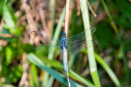 Blue Dragonfly on a leave in the wetland in Hong Kongの写真素材