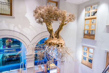 Beautiful Olive tree suspended in the air as artのeditorial素材