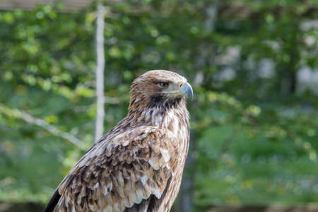 Baby Elegant wild bald eagle flying demonstration with elegance