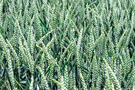 young organic wheat field growing during summer before harvesting