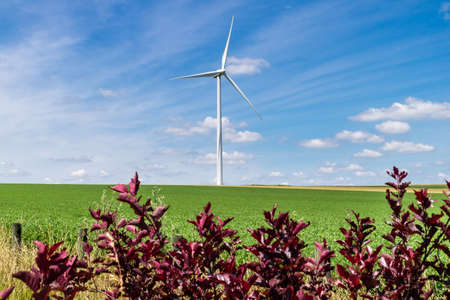 Wind turbines on a green wheat field producing power from renewable energy