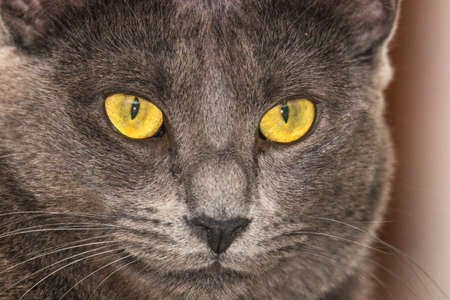 Beautiful Chartreux breed cat with his yellow golden eyesの写真素材