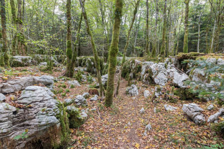 The karstic trail of Malrochers from Jura in Franceの写真素材