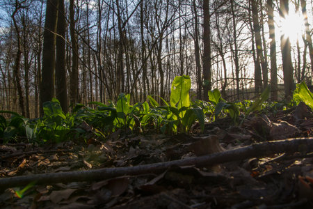 Brussels - Belgium - March 27, 2021 : Laerbeek wood is a 33 hectare beech wood located in Jette, north-west of Brussels. It belongs to the Brussels-Capital Region and is part of the King Baudouin Park.のeditorial素材