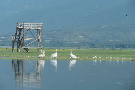 Pelicans form the genus of birds Pelecanus, the only representative of the Pelecanidae family which has eight living species.の写真素材