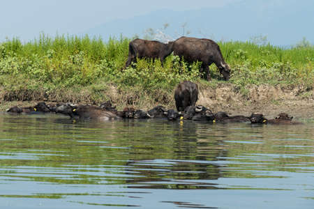 Lake Kerkini, Greece, July 13, 2021: The Levantine buffalo is a breed of marsh buffalo also known as domestic buffalo.の写真素材