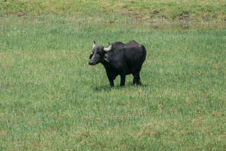 Lake Kerkini, Greece, July 13, 2021: The Levantine buffalo is a breed of marsh buffalo also known as domestic buffalo.の写真素材