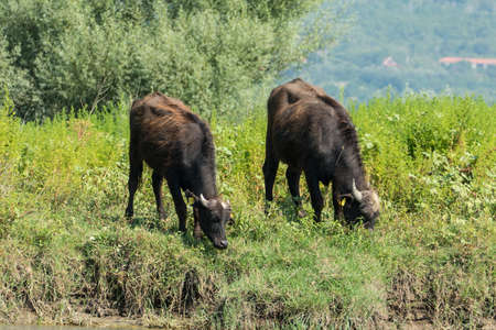Lake Kerkini, Greece, July 13, 2021: The Levantine buffalo is a breed of marsh buffalo also known as domestic buffalo.の写真素材
