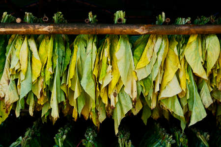 Tobacco leaves dryingの写真素材