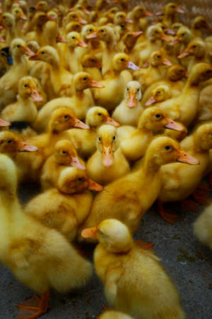 chick sold in marketの写真素材