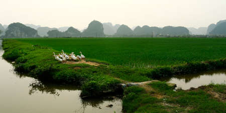 Duck in rice field
