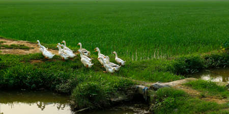 duck in rice fieldの写真素材