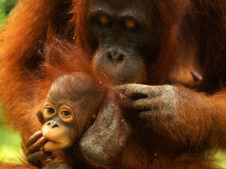 Female and baby orangutanの写真素材