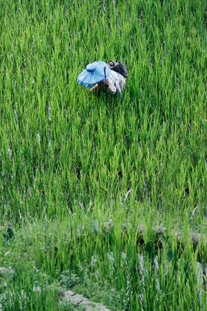 Worker in rice field terraceの写真素材