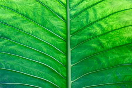 drop of water on leafの写真素材