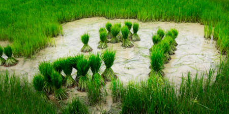 The green rice fieldの写真素材