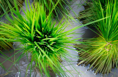 The green rice plant in the fieldの写真素材