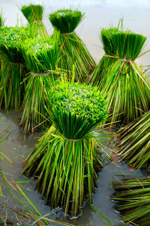 The green rice plant in the fieldの写真素材