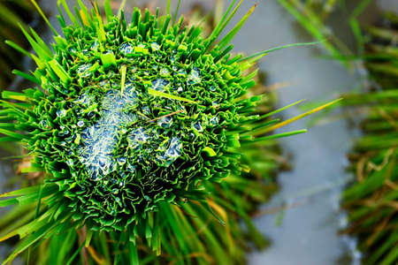 The green rice plant in the fieldの写真素材