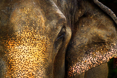 A close-up portrait of an elephant