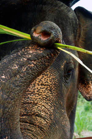 A close-up portrait of an elephantの写真素材