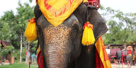 A close-up portrait of an elephant's headの写真素材