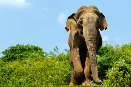 elephant walking in national parkの写真素材