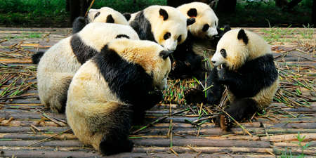 panda eating bambooの写真素材