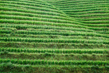 Rice filed in the countryside of Dazhai, Shanxi Province, Chinaの写真素材