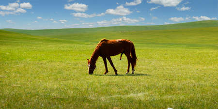 A horse in the grassland of Mongoliaの写真素材