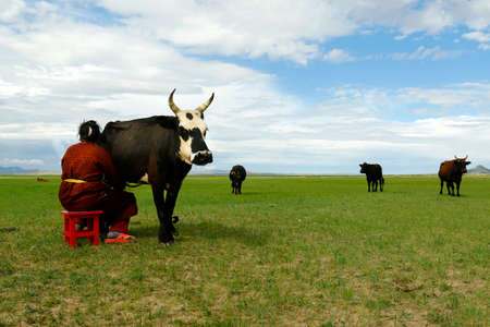 Mongolian farmer milking cow in the grassland of Mongoliaのeditorial素材