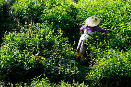 Worker picking tea leaves in tea plantationのeditorial素材