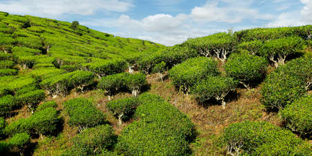 Tea plantation in Cameron highlands, Malaysiaの写真素材