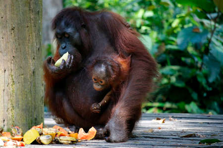 Baby orangutan and his mum, in the rainforestの写真素材