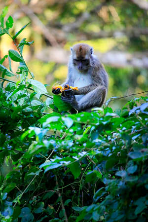 monkey macaque eating fruit in a tree