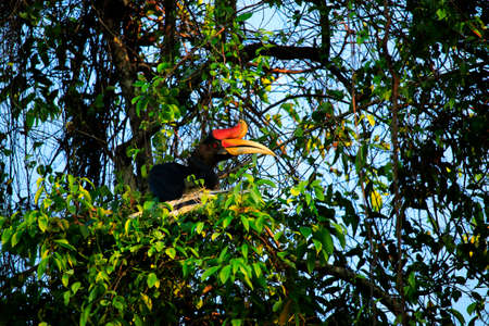Hornbill bird in a tree in the rainforestの写真素材