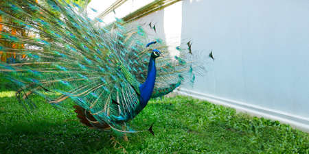 Peacock with tail in feather spreadの写真素材