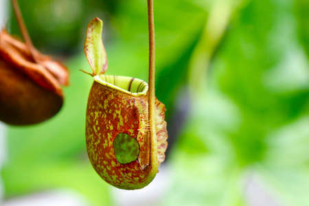 Pitcher, carnivorous plant, Nepenthes, in the rain forestの写真素材