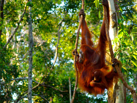 Female orangutan with her baby in the rainforest of borneoの写真素材