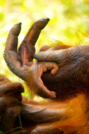 Hand of Female orangutan with her baby