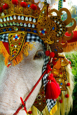 buffalo with traditional ornament in bali during buffalo race festival -indonesia