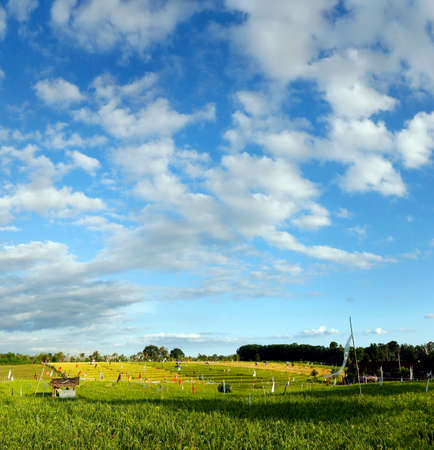 View of green rice field in Bali with balinese shelter - Indonesia