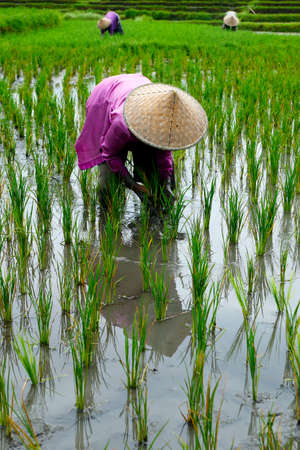 Balinese worker in rice field with a bamboo hatの写真素材