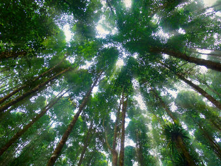 Rainforest in the middle of the treesの写真素材