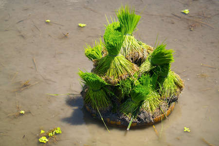Rice field ready to be planted in rice fieldの写真素材