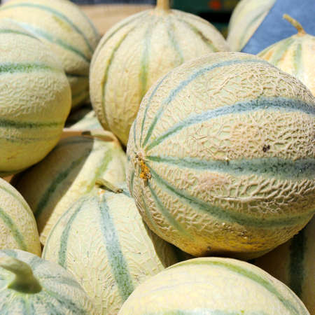 cantaloupe melon sold in market in provence-franceの写真素材