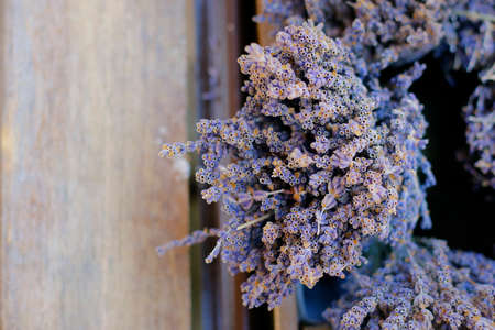 cluster of purple lavender from provence in france