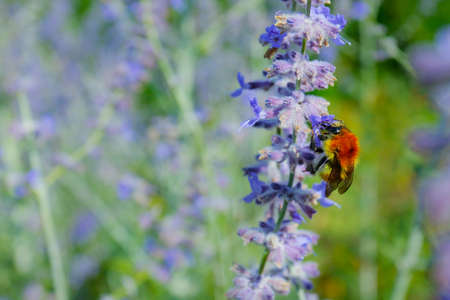 close up of lavender flower in provence - south of france -