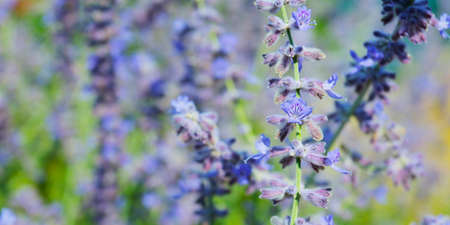 close up of lavender flower in provence - south of france -の写真素材