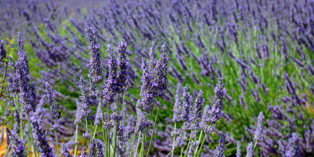 close up of lavender flower in provence - south of france -